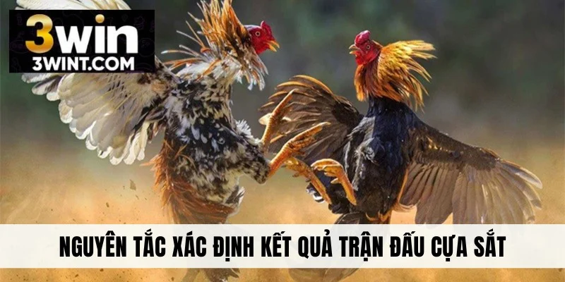 Nguyên tắc xác định kết quả trận đấu cựa sắt