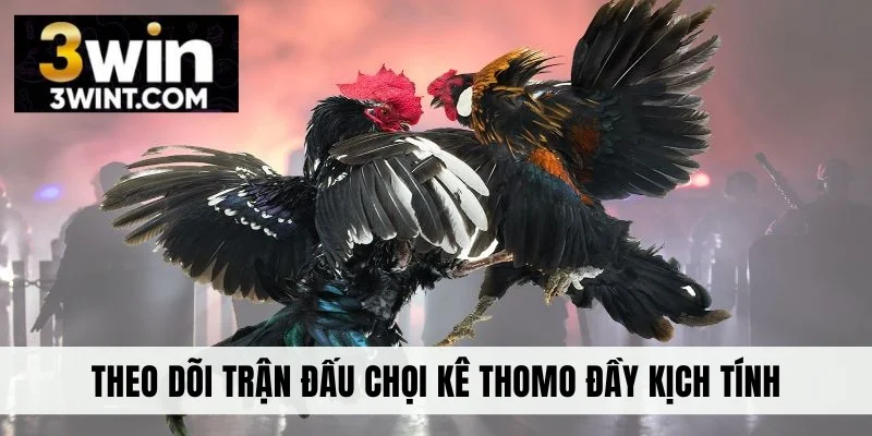 Theo dõi trận đấu chọi kê Thomo đầy kịch tính